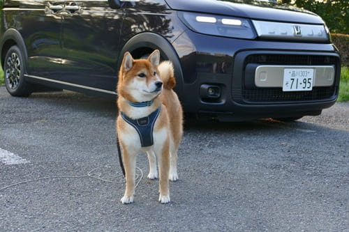 大人2人＋犬1匹でも意外と手間ひまが